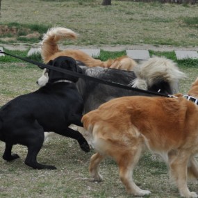 群犬狂耍