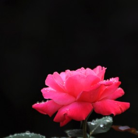 雨后花朵