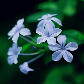 不知名的小花