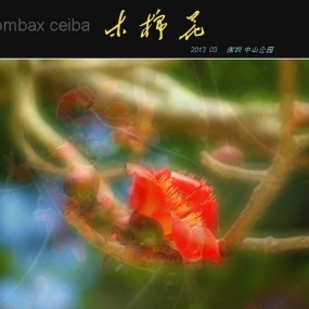 南山木棉花
