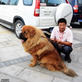 600万的藏獒！
