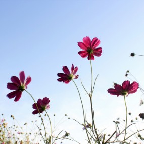 逆光茴香花