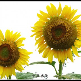 高调向日葵