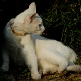 小猫咪咪