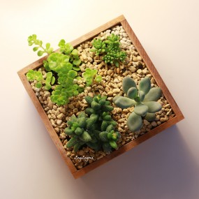 我的多肉花园