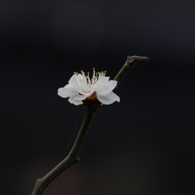 梅花习拍