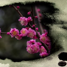 三月花开