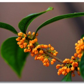 8月桂花