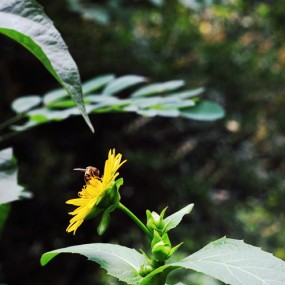 花花草草