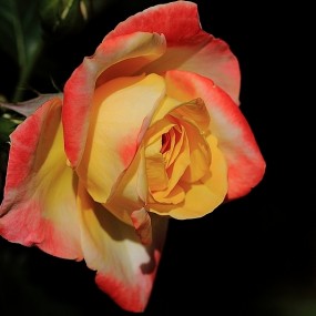 月季花