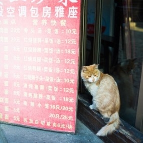 看板猫的忧郁