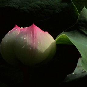 莲洁荷花香