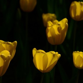 花开似火