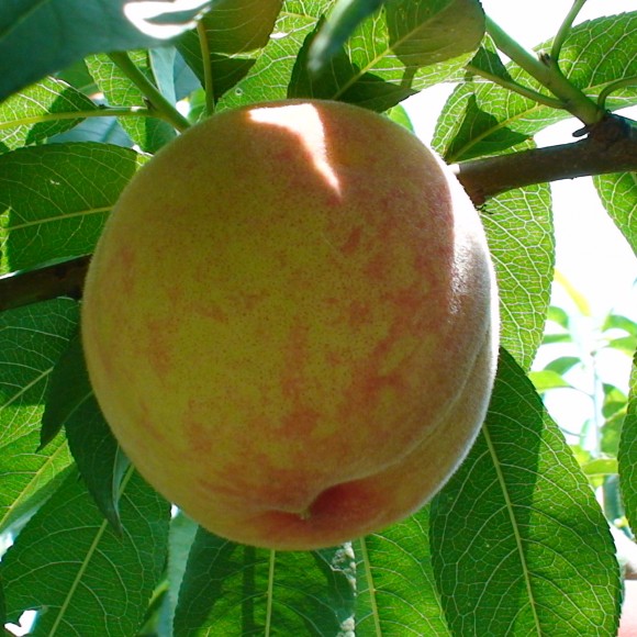 蜜桃成熟时