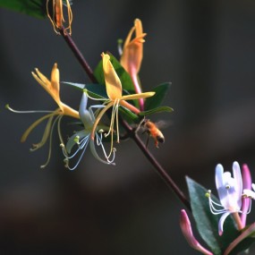 金银花