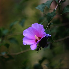 木槿花