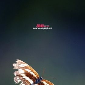 碟