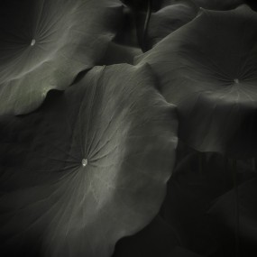 荷