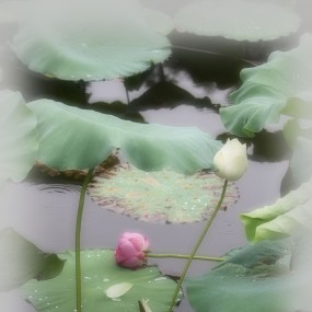 又见荷花