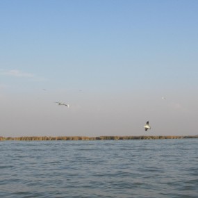 沙湖风光