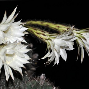仙人花