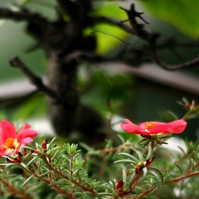 两朵野花