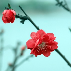 春回中原