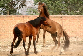 人像系列 60307 马场女骑手