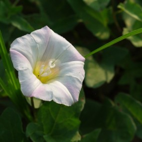 蝴蝶 蜜蜂 花