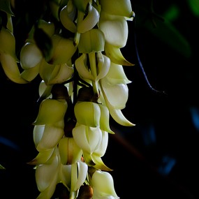 雀上枝头（一）