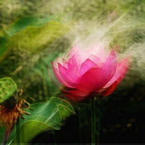 梦幻荷花