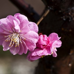 梅花