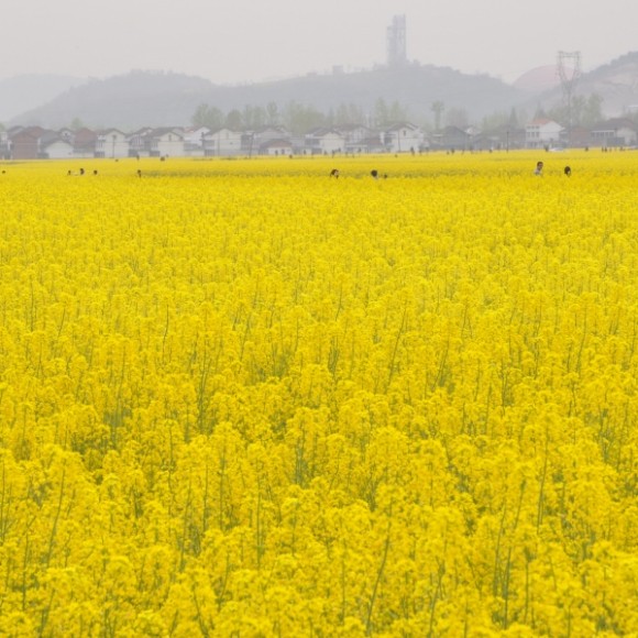 汉中油菜