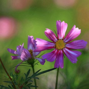 格桑花
