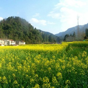 镇巴油菜花