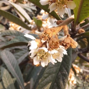 征知花名者