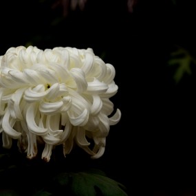 秋菊