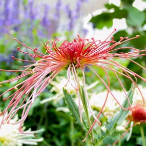 洹水秋菊
