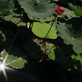 普陀之花