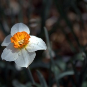 繁花似锦