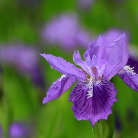 蓝花花