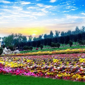 坡刘花海惹人醉