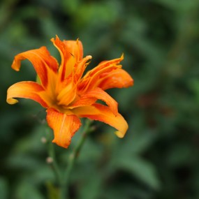 几朵小花