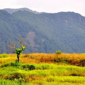 田园风光