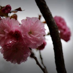 家乡樱花开