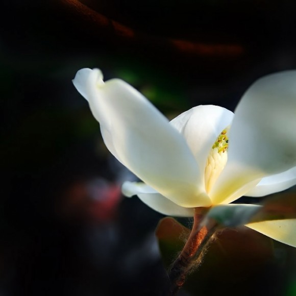 广玉兰
