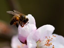 长安田间小蜜蜂