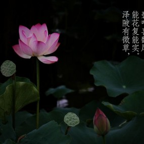 六月荷花