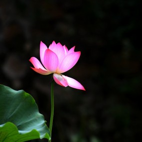 秋拍荷花