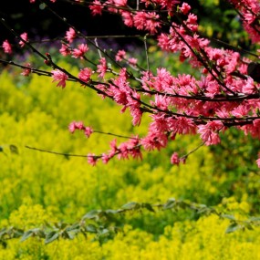 菊桃花-2015
